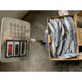 landfrozen pacific mackerel, market selling scomber japonicus, China origin mackerel fish